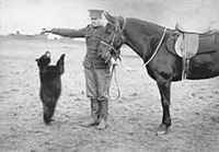 A soldier of the Canadian Army Veterinary Corps at Valcartier with Winnie.